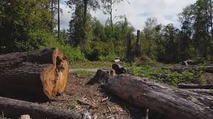 Trusted Ramsey, NJ Tree Care Experts