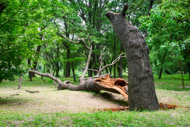 How Our Tree Care Process Works  in  Ramsey, NJ